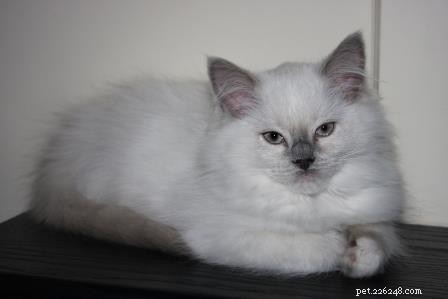 Meet Nala: Our New Ragdoll Kitten Bringing Joy Home