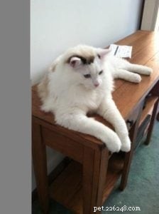 Meet Whitie: The Charming Bi-Color Ragdoll Cat of the Week