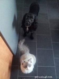 Giuseppe: Scotland s Adorable Ragdoll Taking Hearts by Storm