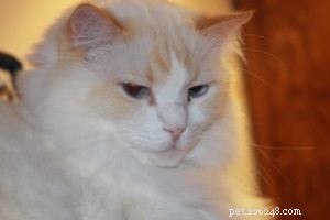 Meet Blaze: The Flame‑Point Ragdoll Highlight of the Week