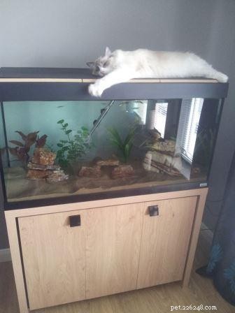 Giuseppe: Scotland s Adorable Ragdoll Taking Hearts by Storm