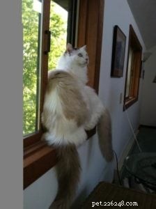 Meet Whitie: The Charming Bi-Color Ragdoll Cat of the Week