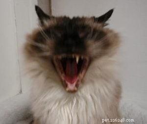 Why Some Cat Owners Find Comfort in Their Pet s Natural Scent