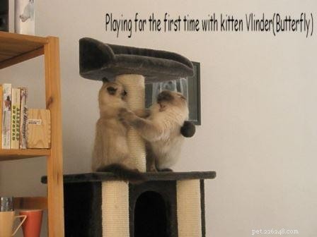 Chico: A Blue Point Ragdoll’s Journey of Love and Loss