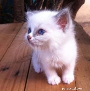 Meet Thor: The Ragdoll Kitten of the Month Bringing Love & Joy