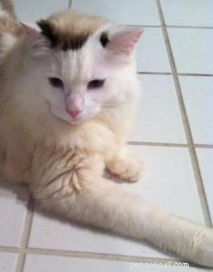 Meet Whitie: The Charming Bi-Color Ragdoll Cat of the Week