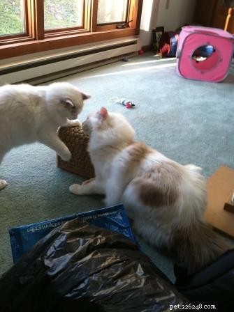 Meet Whitie: The Charming Bi-Color Ragdoll Cat of the Week