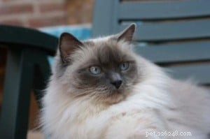Chico: A Blue Point Ragdoll’s Journey of Love and Loss