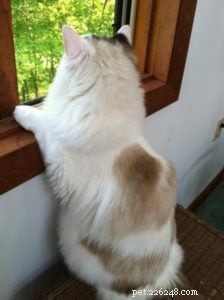 Meet Whitie: The Charming Bi-Color Ragdoll Cat of the Week