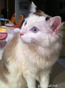 Meet Whitie: The Charming Bi-Color Ragdoll Cat of the Week