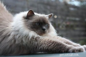 Chico: A Blue Point Ragdoll’s Journey of Love and Loss