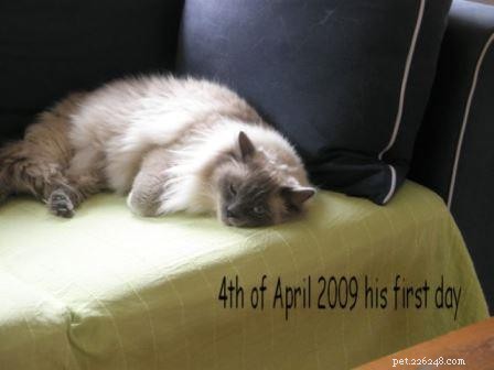 Chico: A Blue Point Ragdoll’s Journey of Love and Loss