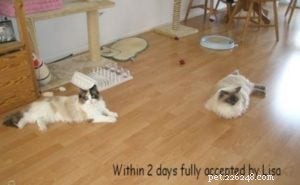 Chico: A Blue Point Ragdoll’s Journey of Love and Loss
