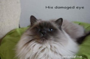 Chico: A Blue Point Ragdoll’s Journey of Love and Loss