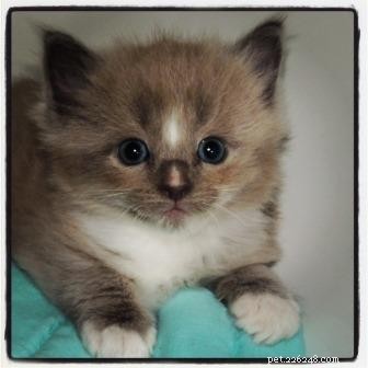Meet Monroe: This Month’s Ragdoll Kitten of the Month