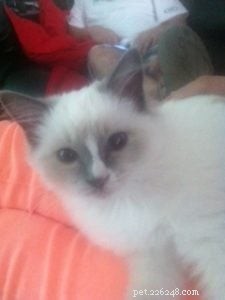 Meet Thor: The Ragdoll Kitten of the Month Bringing Love & Joy