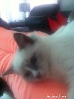 Meet Thor: The Ragdoll Kitten of the Month Bringing Love & Joy