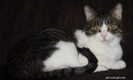 Meet Monroe: This Month’s Ragdoll Kitten of the Month