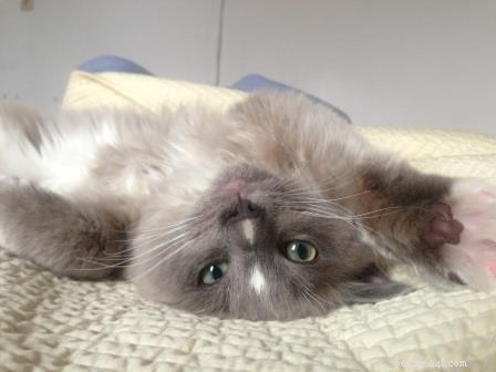 Meet Monroe: This Month’s Ragdoll Kitten of the Month