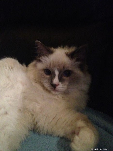Meet Thor: The Ragdoll Kitten of the Month Bringing Love & Joy