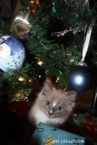Meet Monroe: This Month’s Ragdoll Kitten of the Month