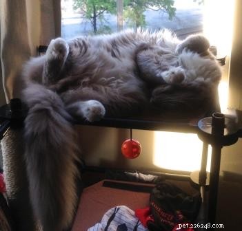 Meet Monroe: This Month’s Ragdoll Kitten of the Month