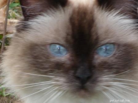 Meet Sassy: The Remarkable Ragdoll Celebrated as  Ragdoll of the Week 