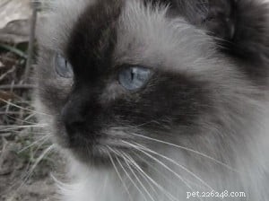 Meet Sassy: The Remarkable Ragdoll Celebrated as  Ragdoll of the Week 