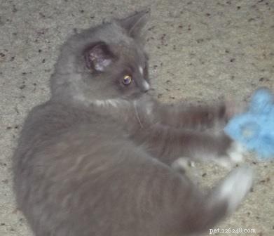 Meet Monroe: This Month’s Ragdoll Kitten of the Month