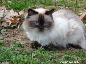 Meet Sassy: The Remarkable Ragdoll Celebrated as  Ragdoll of the Week 