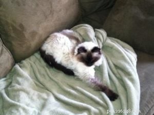 Meet Sassy: The Remarkable Ragdoll Celebrated as  Ragdoll of the Week 