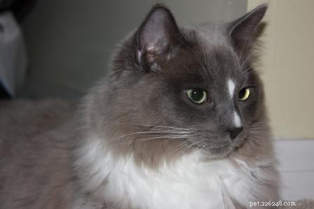 Meet Monroe: This Month’s Ragdoll Kitten of the Month