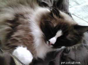 Meet Pooche: The Ragdoll Star of the Week