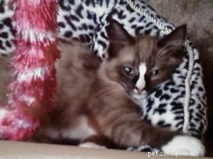 Meet Pooche: The Ragdoll Star of the Week