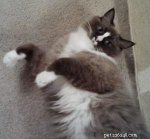 Meet Pooche: The Ragdoll Star of the Week