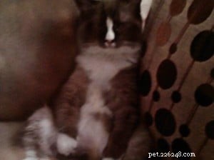 Meet Pooche: The Ragdoll Star of the Week