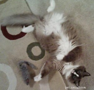 Meet Pooche: The Ragdoll Star of the Week