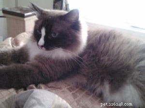 Meet Pooche: The Ragdoll Star of the Week