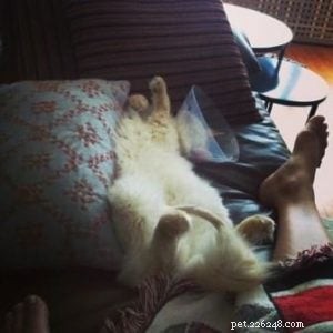 Meet Ollie: The Ragdoll Cat Featured This Week