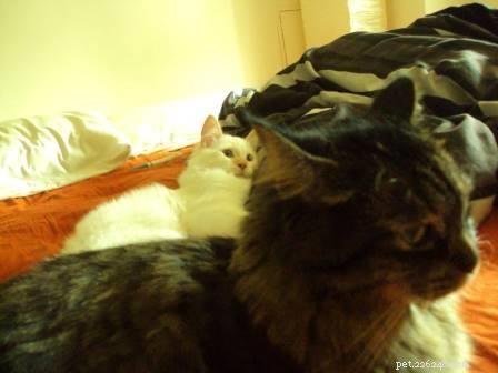 Meet Ollie: The Ragdoll Cat Featured This Week