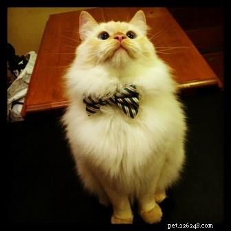 Meet Ollie: The Ragdoll Cat Featured This Week