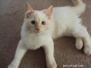 Adding Two Ragdoll Cats and a Corgi Dog: Our 10-Day Pet Acquisition Journey