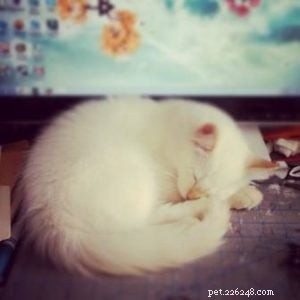 Meet Ollie: The Ragdoll Cat Featured This Week
