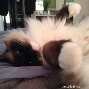 Ragdoll of the Week: A San Diego Owner’s Journey with a Gentle Companion