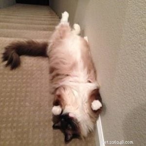 Ragdoll of the Week: A San Diego Owner’s Journey with a Gentle Companion