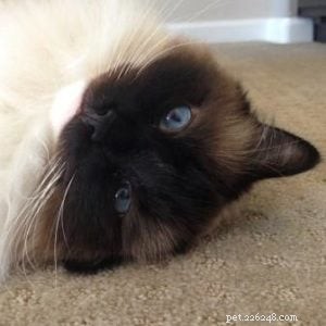 Ragdoll of the Week: A San Diego Owner’s Journey with a Gentle Companion