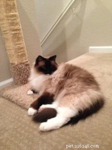 Ragdoll of the Week: A San Diego Owner’s Journey with a Gentle Companion