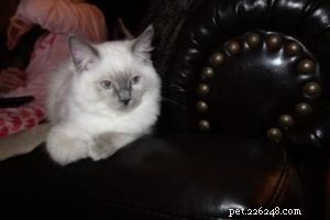 Baxter, Ragdoll Kitten of the Month – A Perfect Companion
