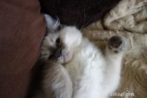 Baxter, Ragdoll Kitten of the Month – A Perfect Companion