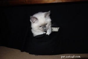 Baxter, Ragdoll Kitten of the Month – A Perfect Companion